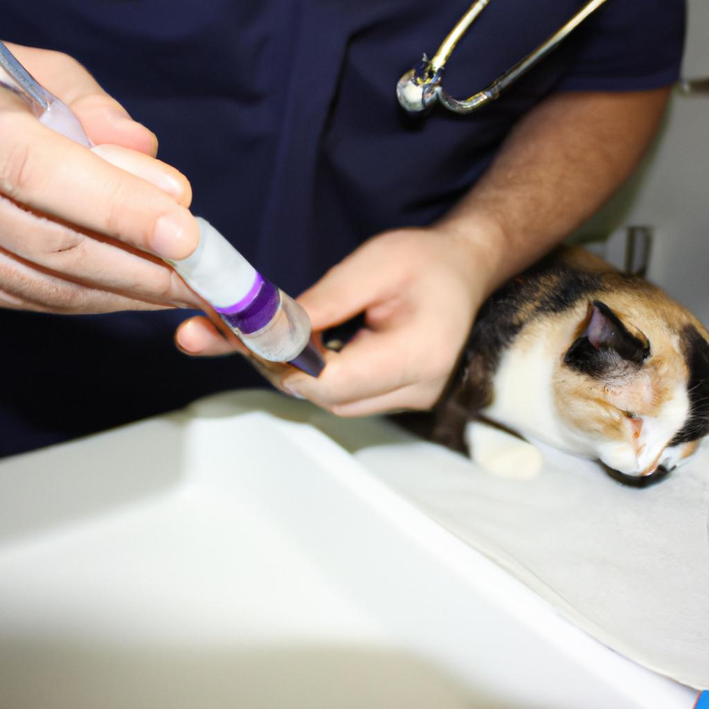 Person performing cat spay/neuter