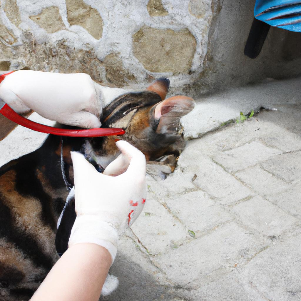 Person performing cat spay/neuter